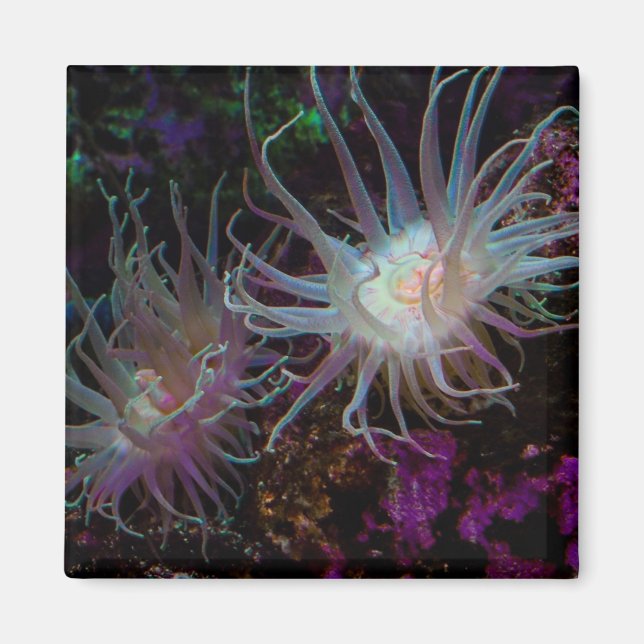 Crimson Anemone Magnet (Front)