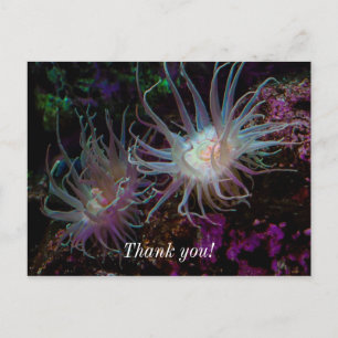 Crimson Anemone Postcard