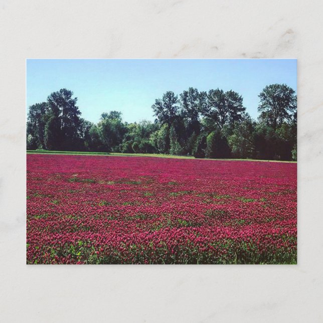 Crimson Clover Field Postcard (Front)