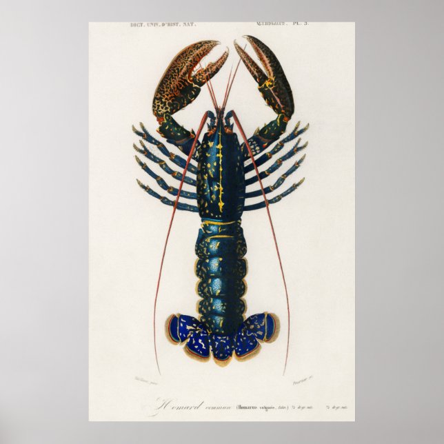 Crimson Crawfish Poster (Front)