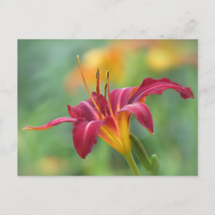 Crimson Daylily Postcard