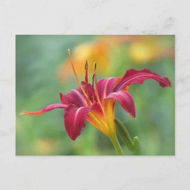 Crimson Daylily Postcard (Front)