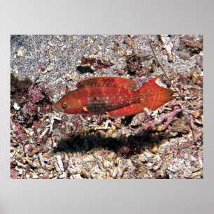Crimson Fish Poster
