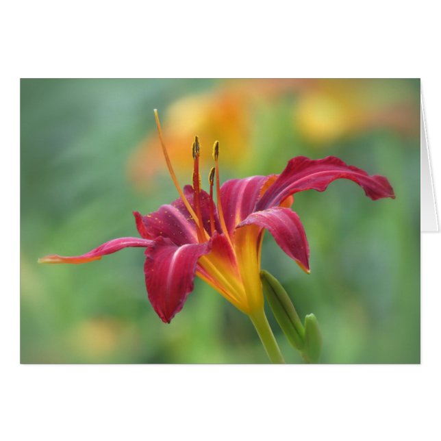Crimson Lily - Daylily (Front Horizontal)