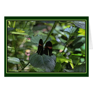 Crimson-Patched Longwing