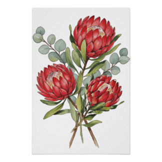 Crimson Protea Bouquet Watercolor Poster