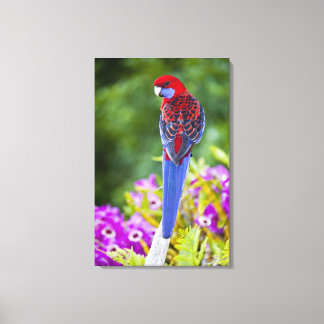 Crimson Rosella & backdrop of orchids Lamington Canvas Print
