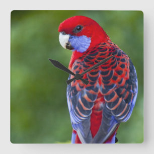 Crimson Rosella & backdrop of orchids Lamington Square Wall Clock