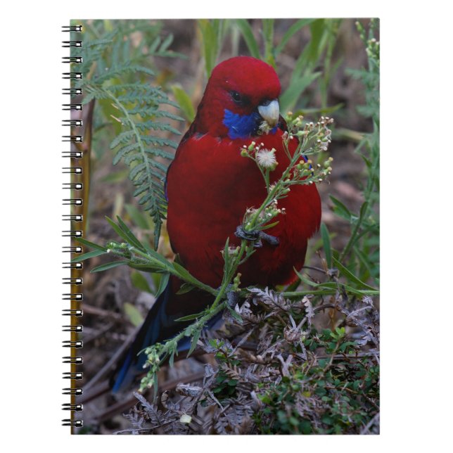 Crimson Rosella Notebook (Front)