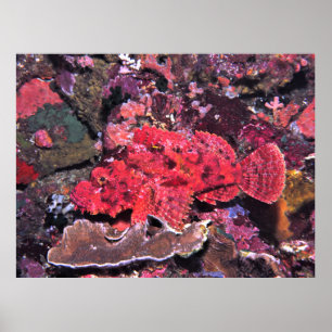 Crimson Scorpionfish Poster