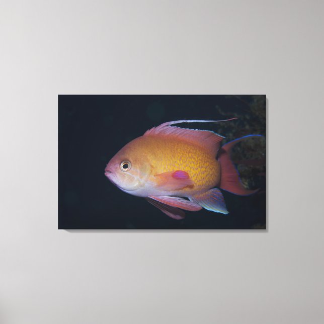 Crimson Seabream Canvas Print (Front)