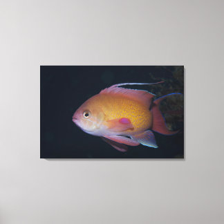 Crimson Seabream Canvas Print