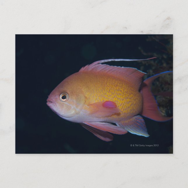 Crimson Seabream Postcard (Front)