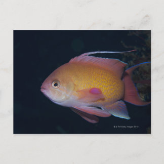 Crimson Seabream Postcard