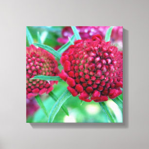 Crimson Wild Flower Canvas Print