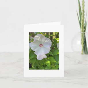 Crimsoneyed Rose-Mallow Hibiscus Card