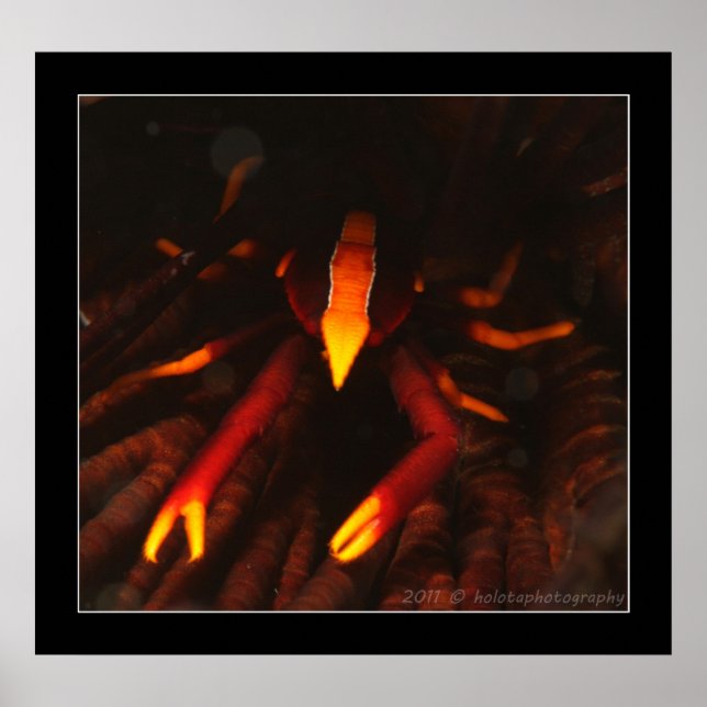 Crinoid Lobster Poster (Front)