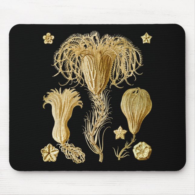 Crinoids Mouse Pad (Front)