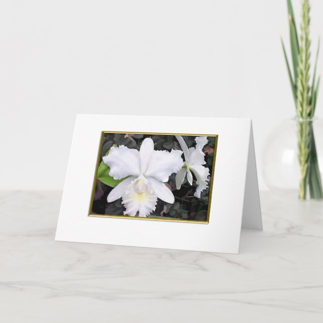 Crisp White Orchids in a Shady Garden Blank Card (Front)