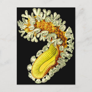 Cristatella mucedo postcard