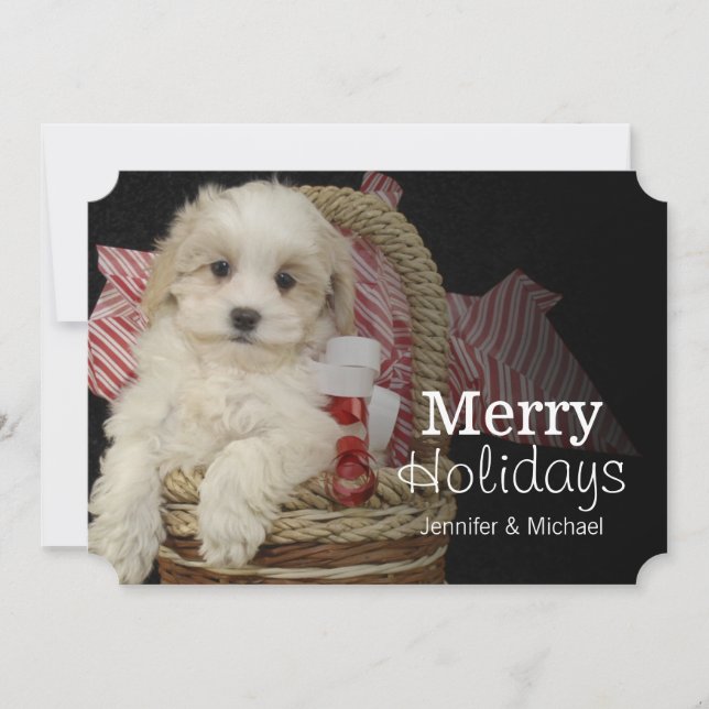 Cristmas Malti-poo puppy sitting in basket Holiday Card (Front)