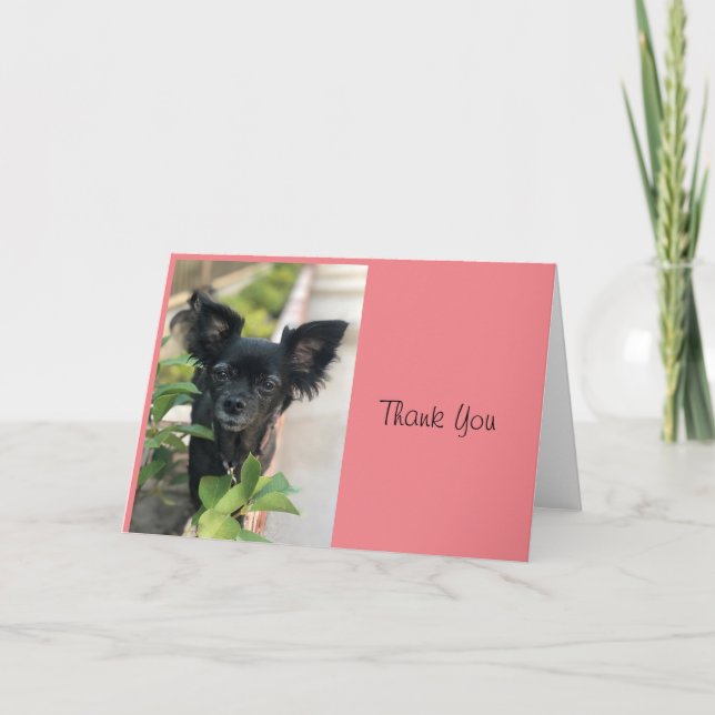 Critter Sitter LV LAGUNA Card (Front)