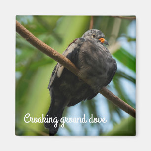 Croaking ground dove magnet