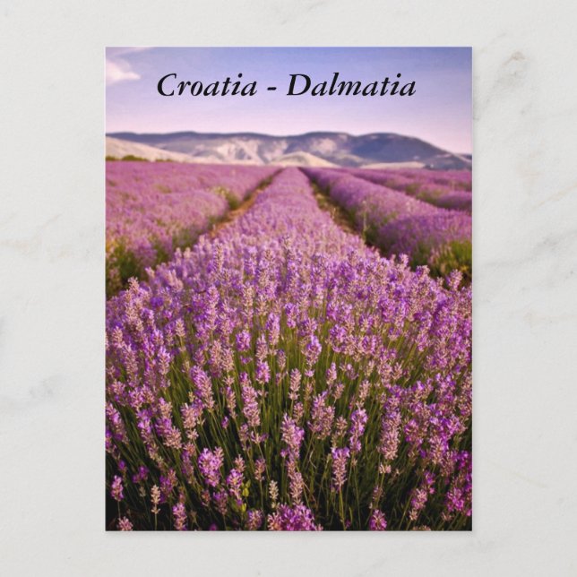 Croatia - Dalmatia Postcard (Front)