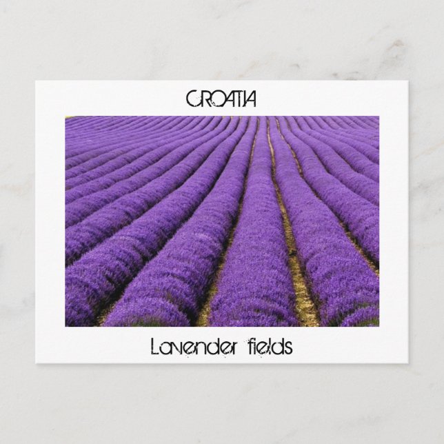 CROATIA - lavender fields Postcard (Front)