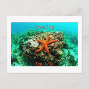 Croatia - Sea life Postcard