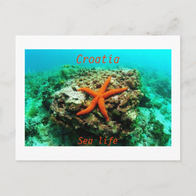 Croatia - Sea life Postcard (Front)
