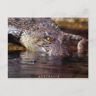 crocodile, A U S T R A L I A Postcard