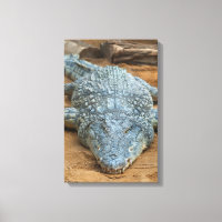 Crocodile