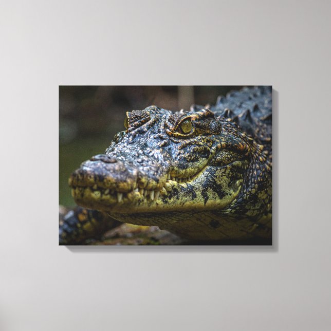 Crocodile Canvas Print (Front)