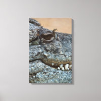 Crocodile