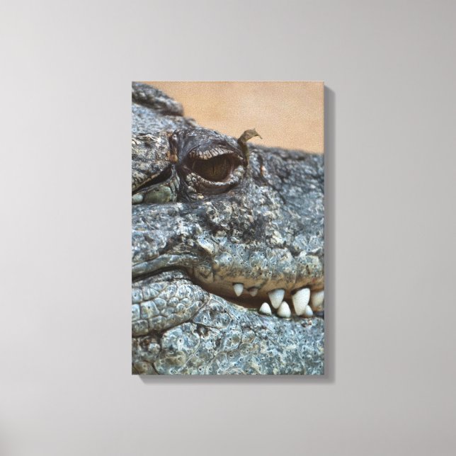 Crocodile Canvas Print (Front)
