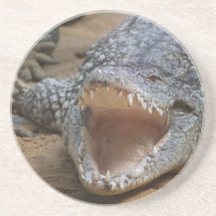 Crocodile Coaster