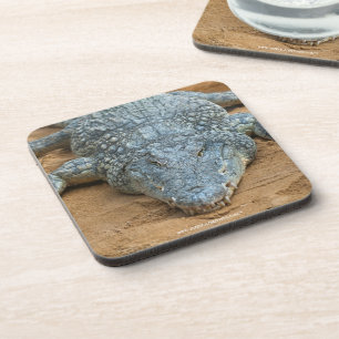Crocodile Coaster