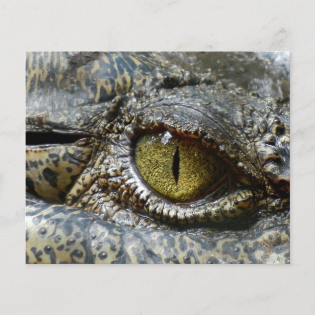 crocodile eye face animal custom personalise diy flyer (Front)