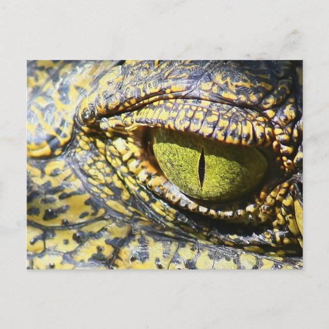 Crocodile Eye Postcard (Front)