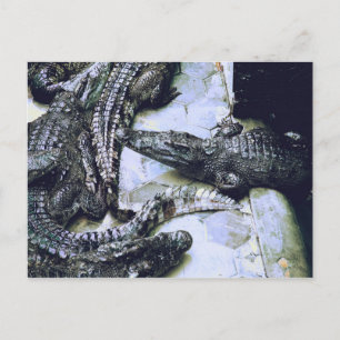 Crocodile Farm Postcard