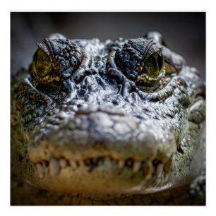 crocodile in water poster