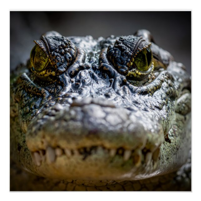 crocodile in water poster (Front)