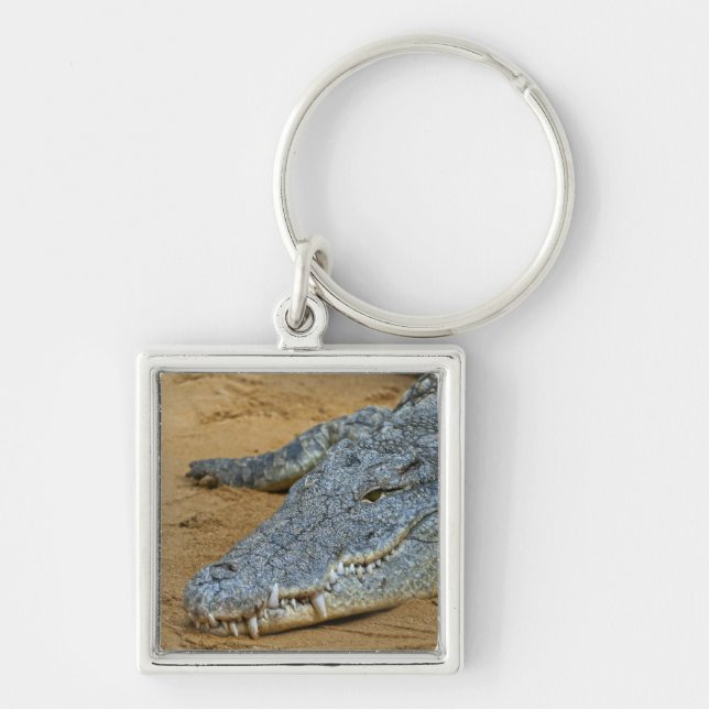 Crocodile Key Ring (Front)