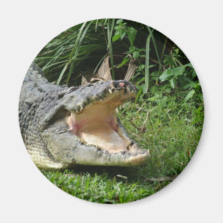 Crocodile Magnet