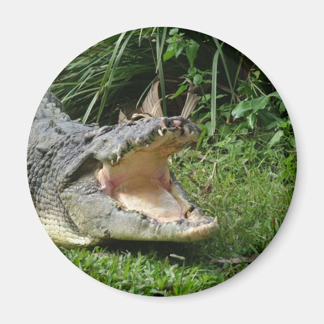 Crocodile Magnet (Front)