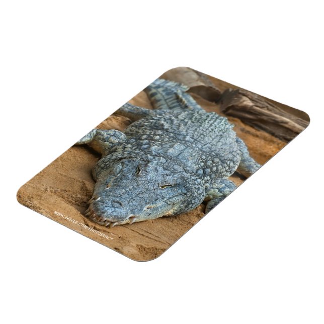 Crocodile Magnet (Left Side)