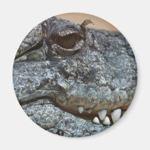 Crocodile Magnet