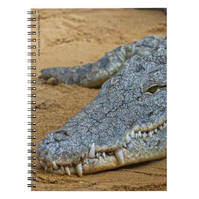 Crocodile Notebook (Front)