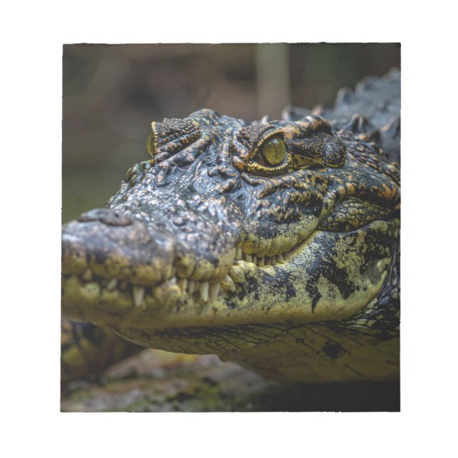 Crocodile Notepad (Front)